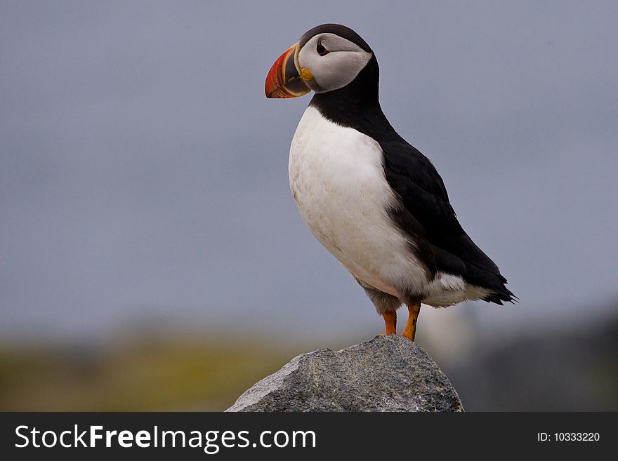 Atlantic Puffin Standing on Rock