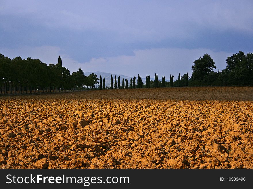 Field in tuscany - framed by cypress. Field in tuscany - framed by cypress