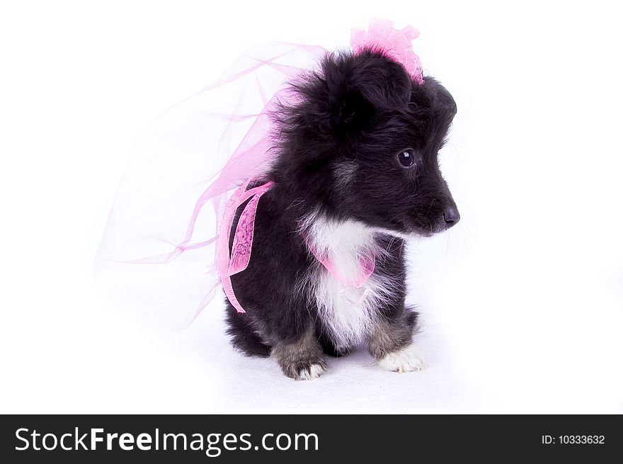 Dog bride on the white isolated background. Dog bride on the white isolated background