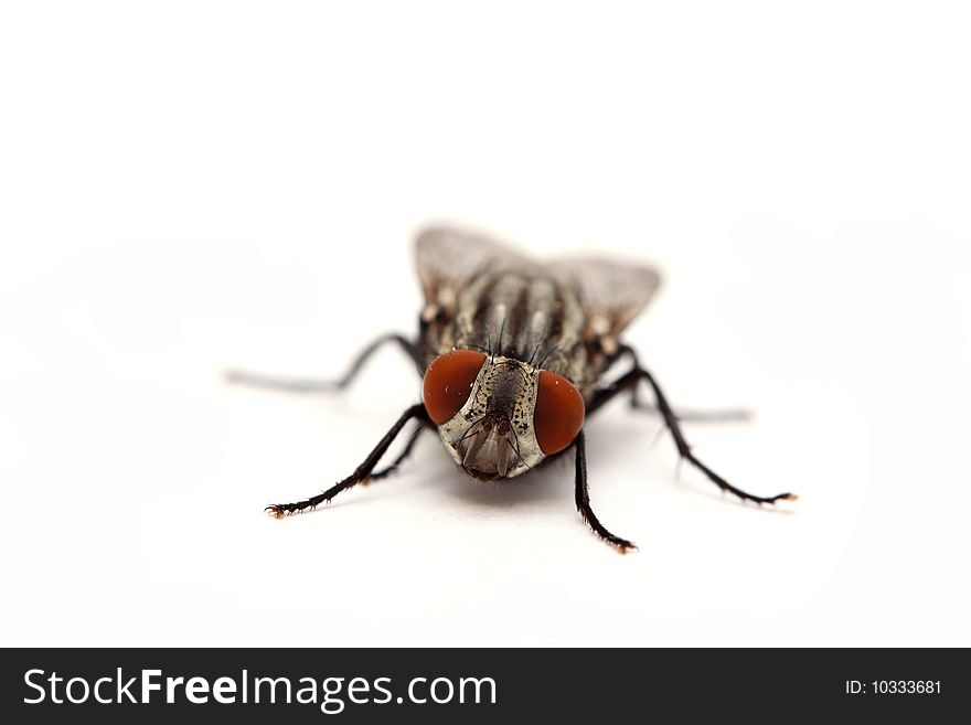 A macro shot of a housefly.