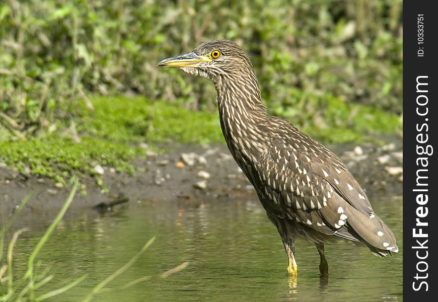 Black-crowned Night-Heron juvenile in a river during the day