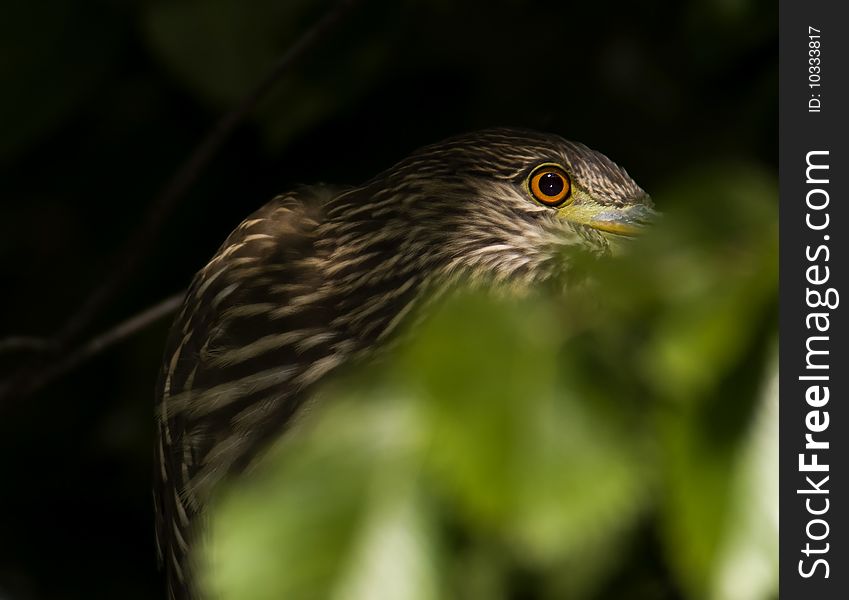 Black-crowned Night-Heron juvenile into the forest