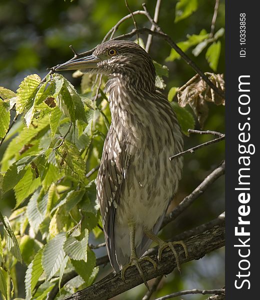 Black-crowned Night-Heron juvenile into the forest