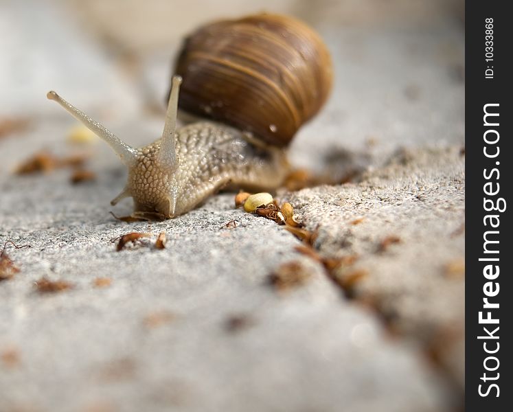 Close up of graden snail. Close up of graden snail