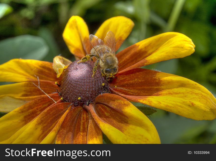 A picture of a bee on Coneflower (Rudbeckia). Taken in Lithuania. A picture of a bee on Coneflower (Rudbeckia). Taken in Lithuania.
