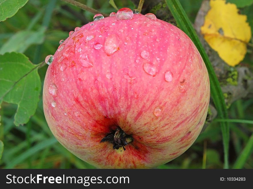Apple a robin - a fine fruit of a tree. It juicy and tasty. Apple a robin - a fine fruit of a tree. It juicy and tasty.