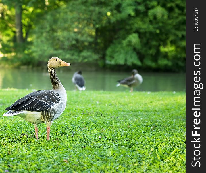 Grey goose on a lake shore