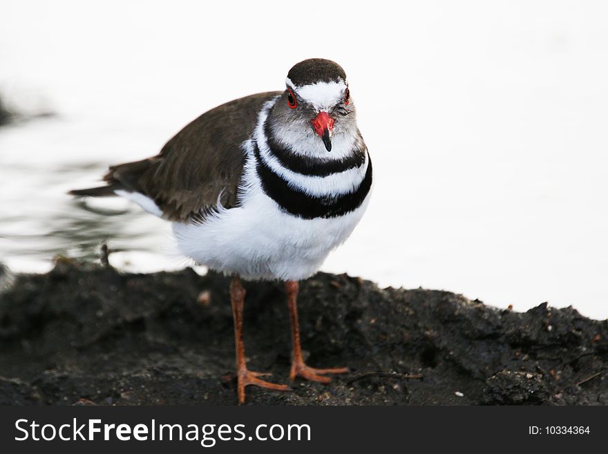 Three-banded Plover (Charadrius Tricollaris)