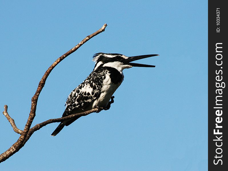 A kingfisher resting on a branch after several failed attempts to catch to big one.