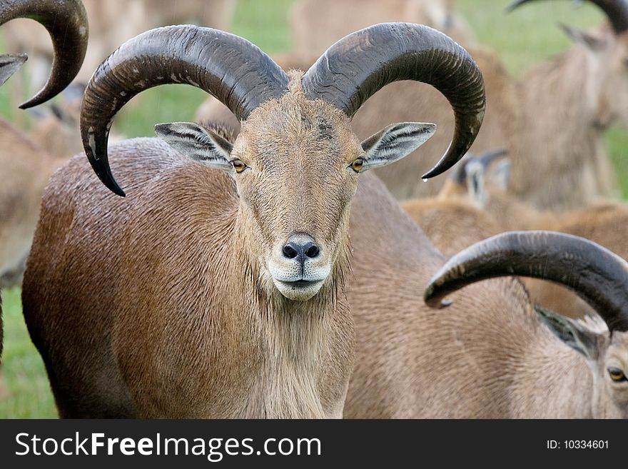 Portrait of wild goats