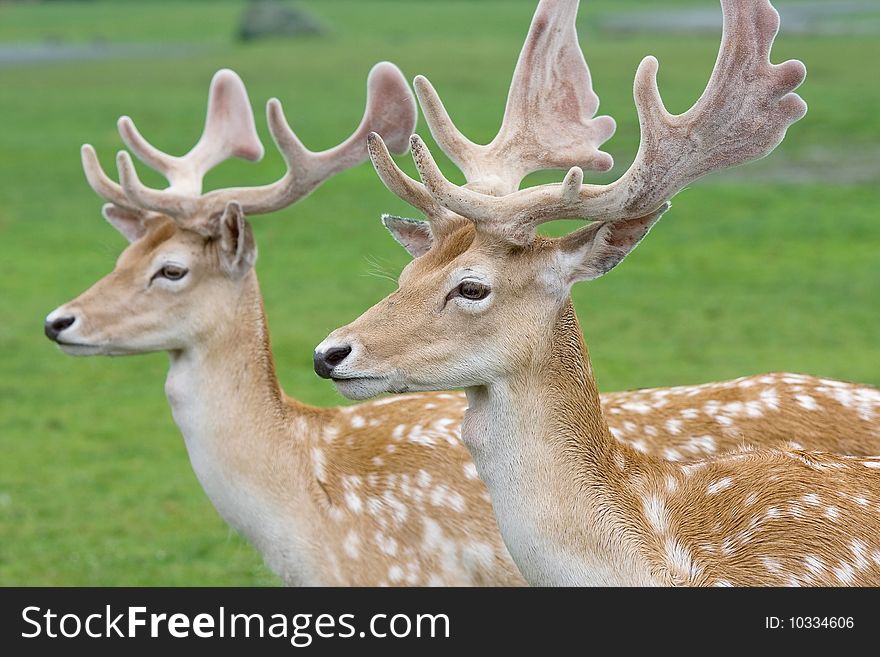 Portrait Of Two Gracious Deers