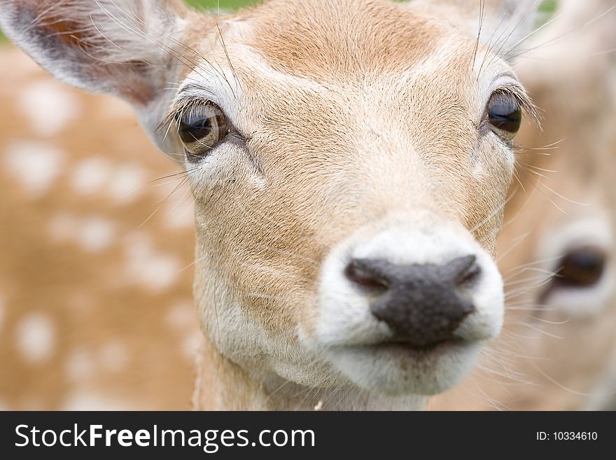 Close up portrait of female deer outside