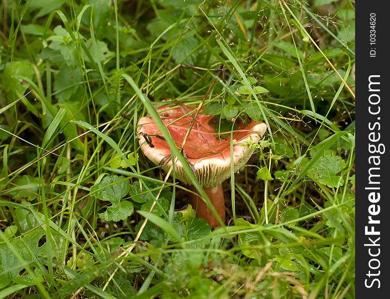 Mushroom russule in the grass