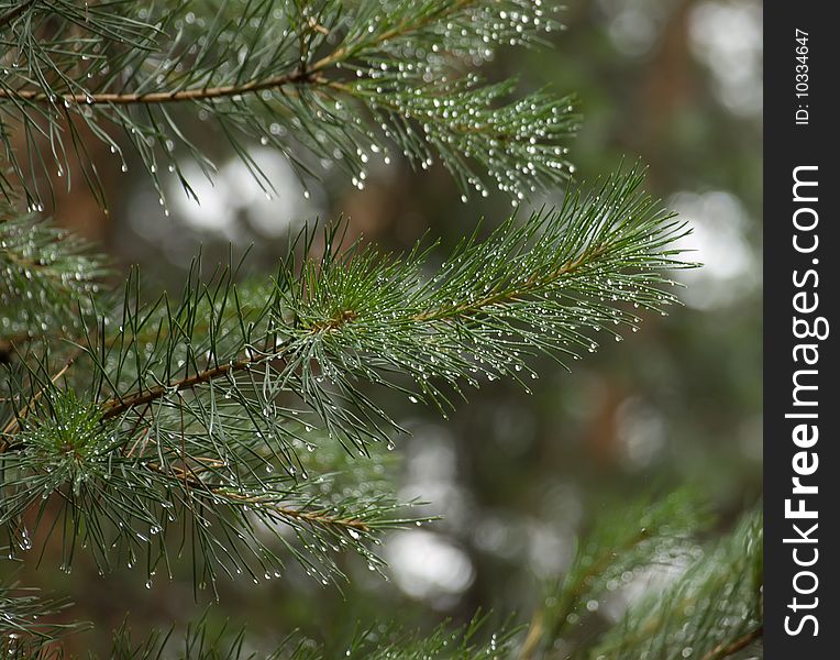 Fir branchs with drops of rain