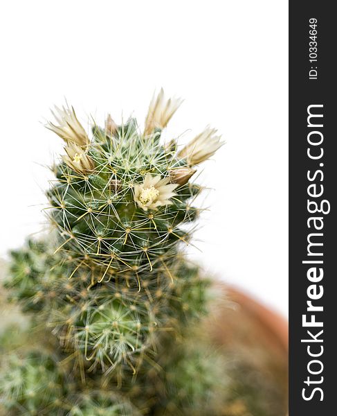 Blossoming cactus which grows in a pot