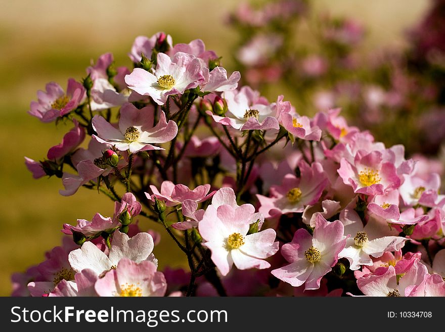 Wild roses on a blurred background. Wild roses on a blurred background