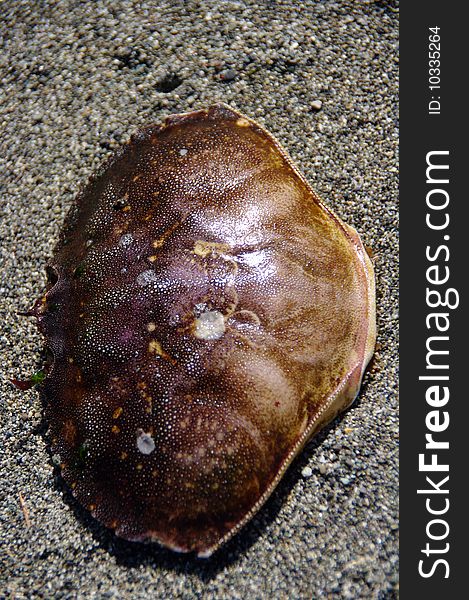 The shell of a Dungeness Crab resting on a sandy beach. The shell of a Dungeness Crab resting on a sandy beach.