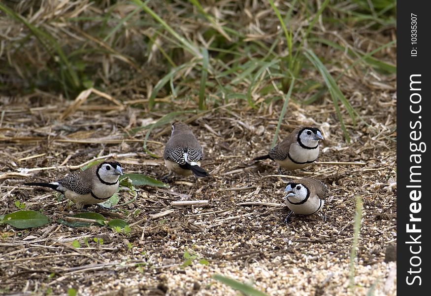 Wildlife Australia Double Bar Finches