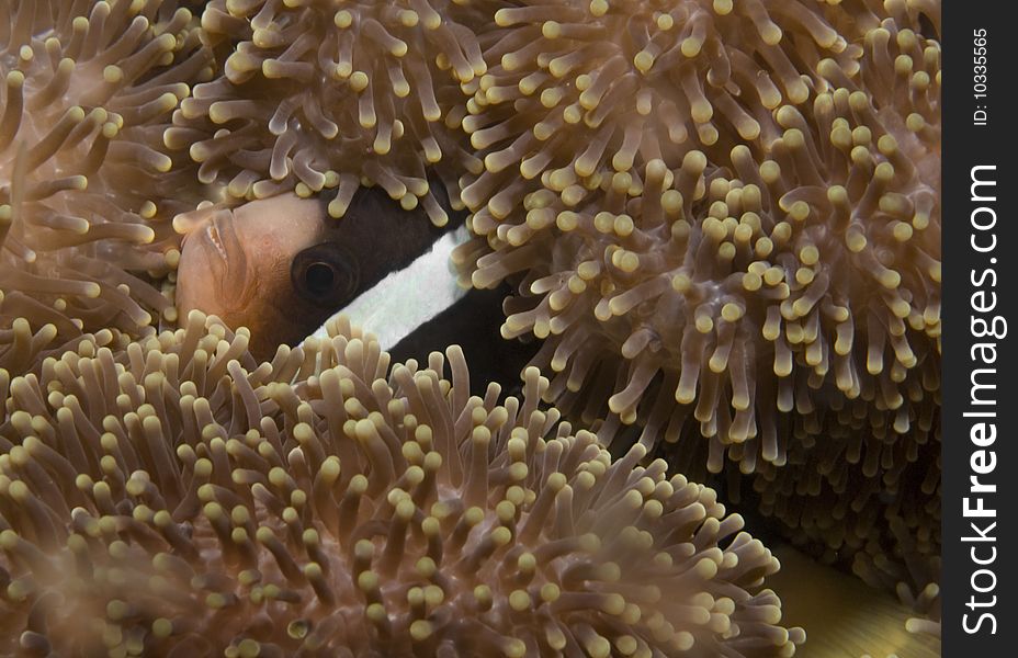 Sebae Clownfish (Amphiprion sebae) hiding in it's Anemone in the South China Sea