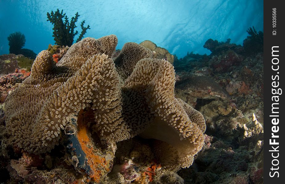 Scenic view of a coral reef in the Philippines with a large flowing anemone in the foreground and the water's surface behind small baitfish in the background. Scenic view of a coral reef in the Philippines with a large flowing anemone in the foreground and the water's surface behind small baitfish in the background