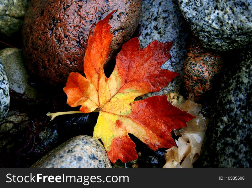 Fallen orange and yellow maple leaf on top of stones. Fallen orange and yellow maple leaf on top of stones