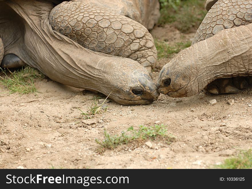Two giant tortoises appear to be rubbing noses in a cute display of reptilian affection. Two giant tortoises appear to be rubbing noses in a cute display of reptilian affection.