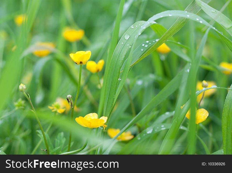 Yellow flowerses on background of the green herb with drop of water