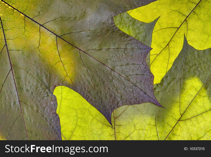 Dry green maple tree leaf on white
