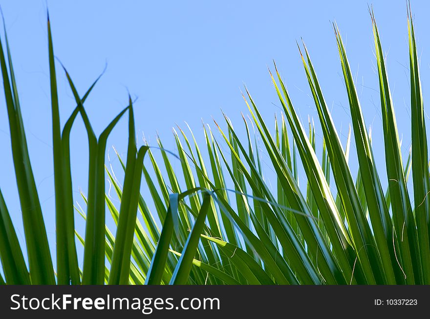 Green palm leaf close-up abstract background