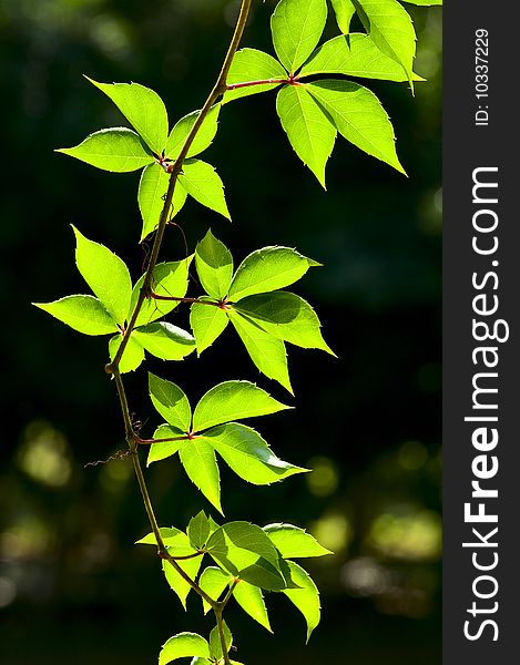 Wild grape ivy on a dark background