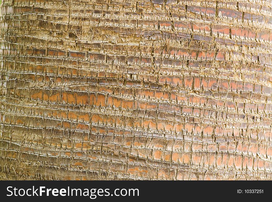 Palm tree trunk closeup texture