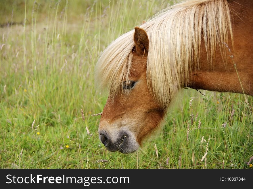 Image of Dwarf Pony eating. Image of Dwarf Pony eating