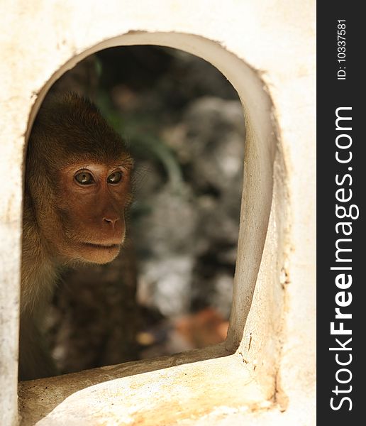 Monkey Looking Through The Window