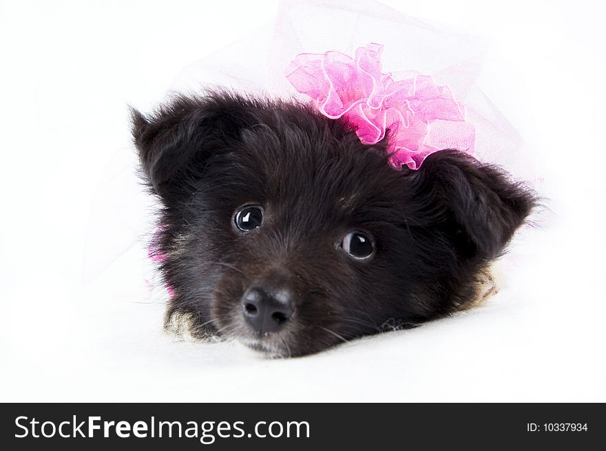 The face of dog bride on the white isolated background. The face of dog bride on the white isolated background