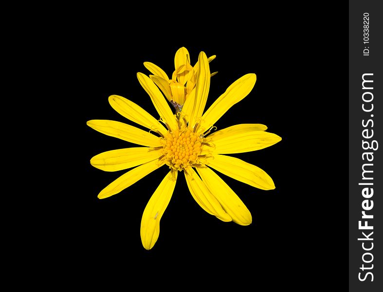 A close-up of the yellow flower (Asteraceae). A close-up of the yellow flower (Asteraceae).