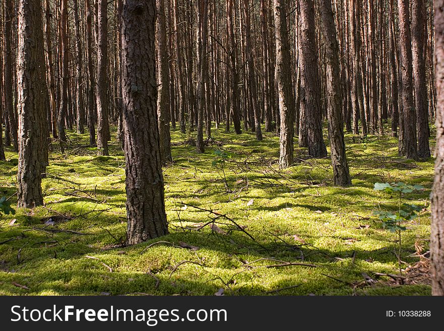 Fores bedding in pine forest