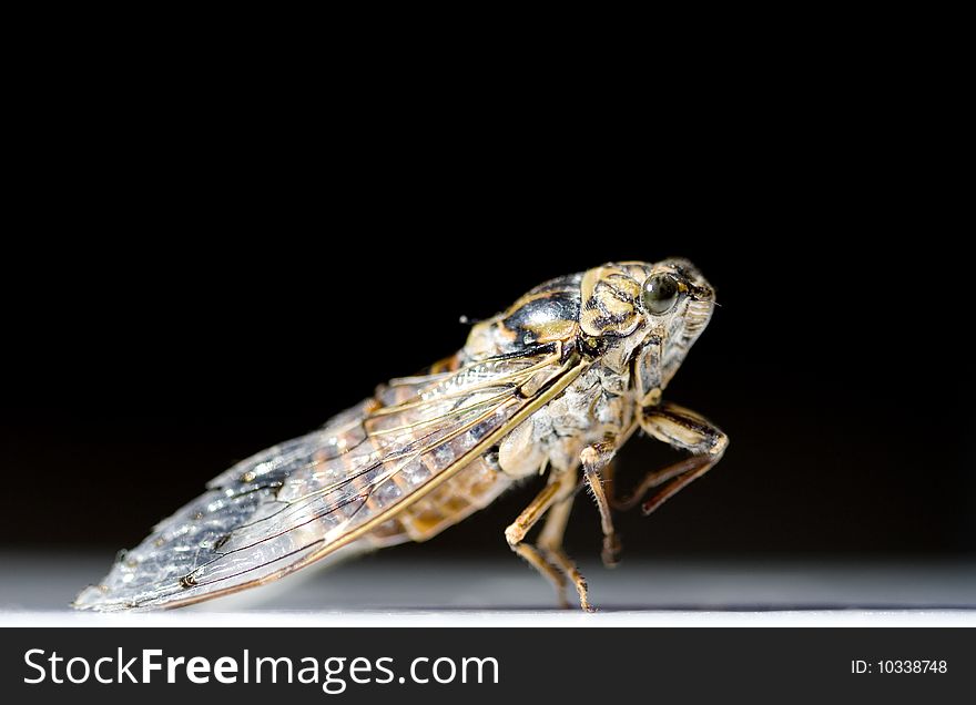 Close up of a cicada on a black background