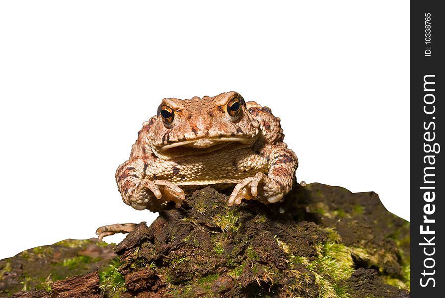 A close-up of the toad (Bufo gargarizans) on moss. A close-up of the toad (Bufo gargarizans) on moss.