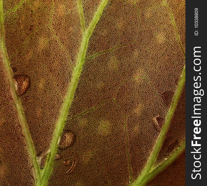 Begonia leaf with drops of water, closeup