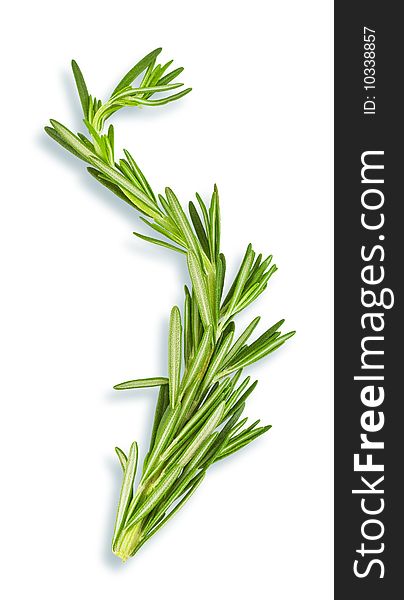 Twig of fresh rosemary