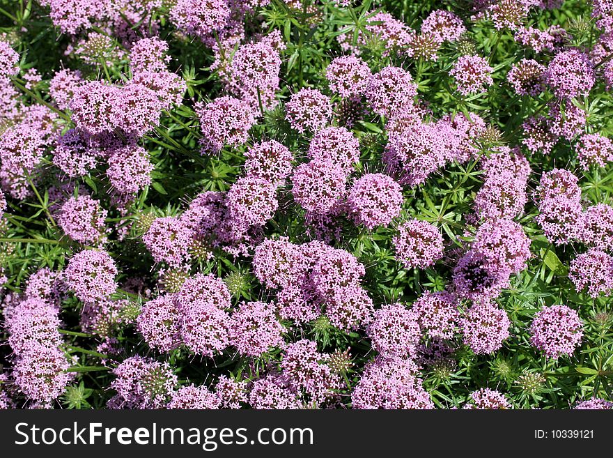 A group of purple Alliums