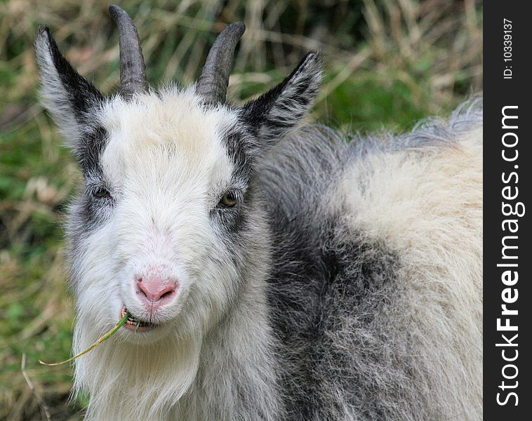 Single male mountain goat animal. Single male mountain goat animal