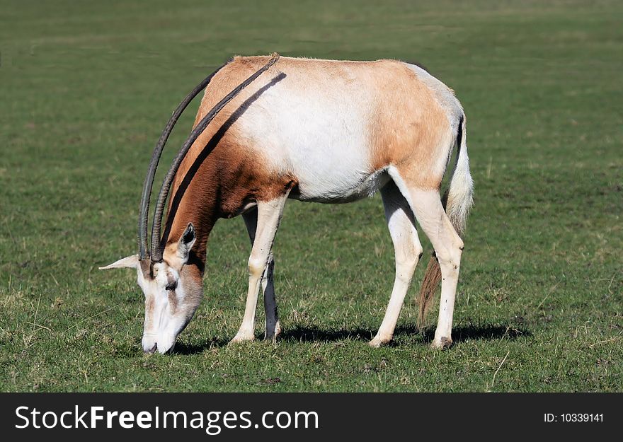 Scimitar-horned Oryx