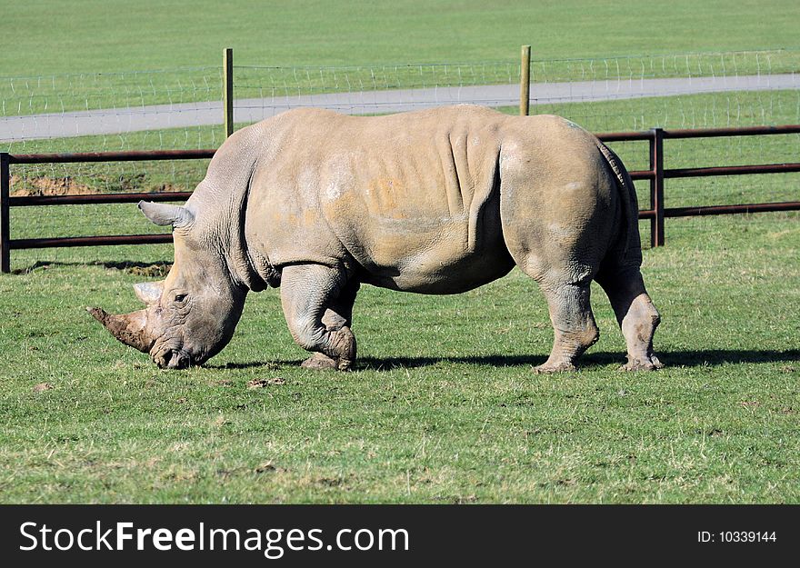 Single rhinocerous in a zoo