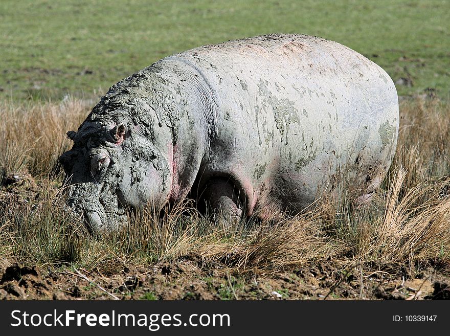 Single Hippopotamus animal in a zoo