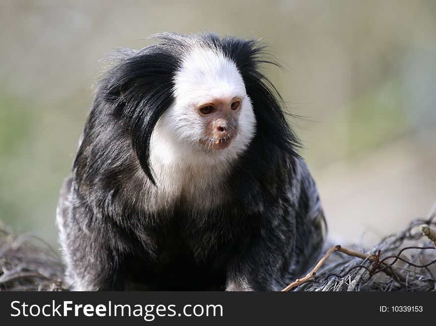 Male marmoset in a zoo