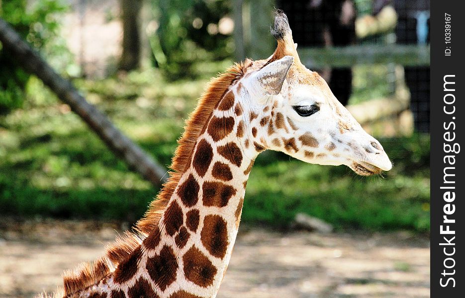 Young male giraffe in a zoo. Young male giraffe in a zoo