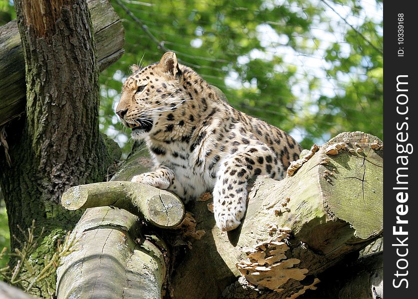 Leopard sitting in a tree. Leopard sitting in a tree