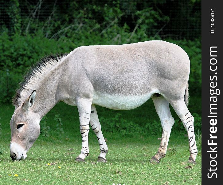 Somali Wild in a zoo. Somali Wild in a zoo