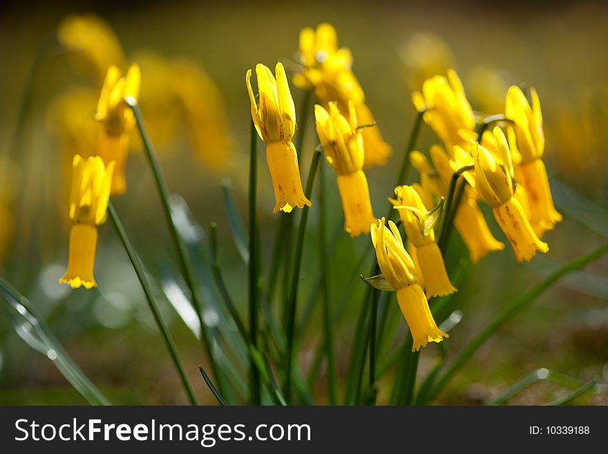 Wild yellow narcissus flowers on spring meadow. Wild yellow narcissus flowers on spring meadow